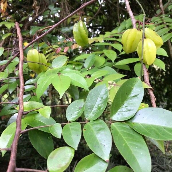 Averrhoa carambola Folha