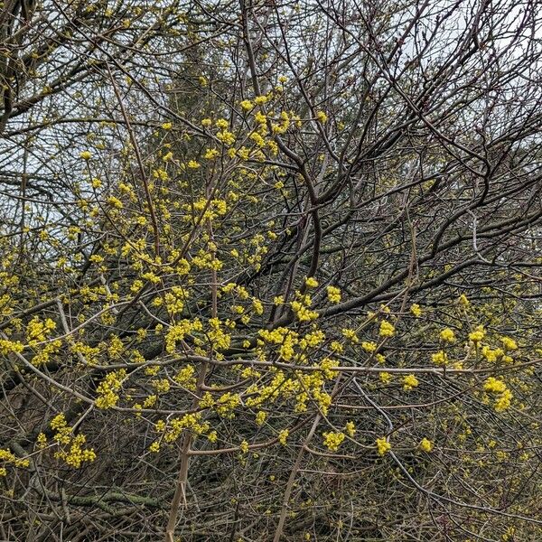 Cornus mas Habit