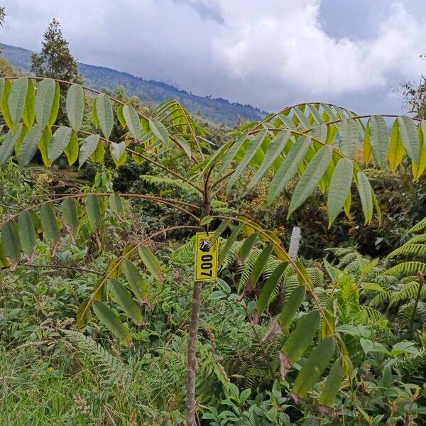 Cedrela odorata Habit