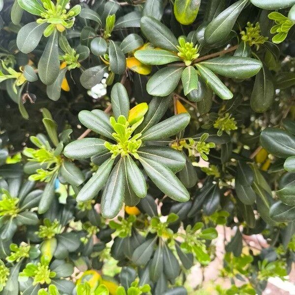 Pittosporum heterophyllum ᱥᱟᱠᱟᱢ