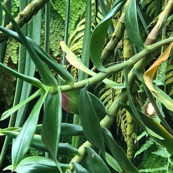 Dendrobium victoriae-reginae 形態
