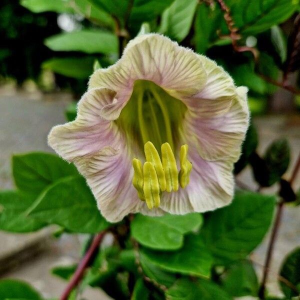 Cobaea scandens പുഷ്പം