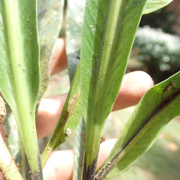 Asplenium africanum Lapas