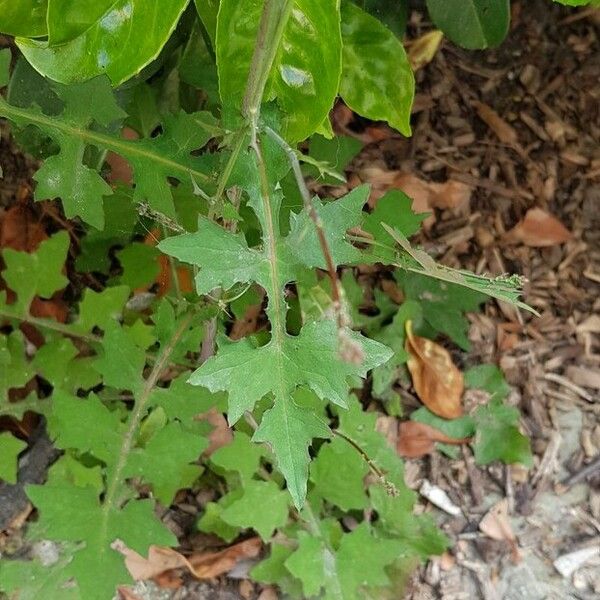 Lactuca muralis Folha