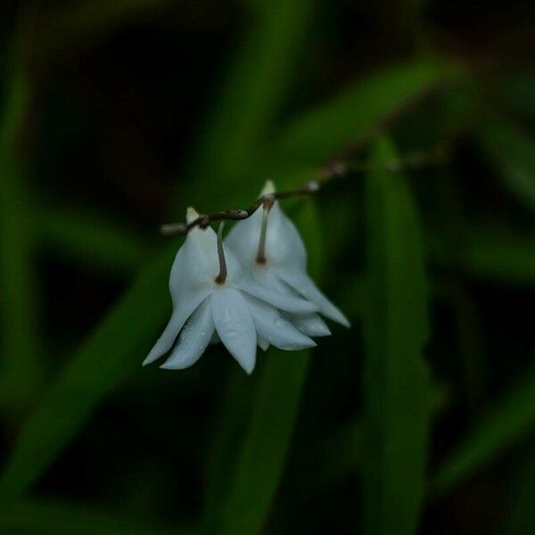 Dendrobium crumenatum Blomma