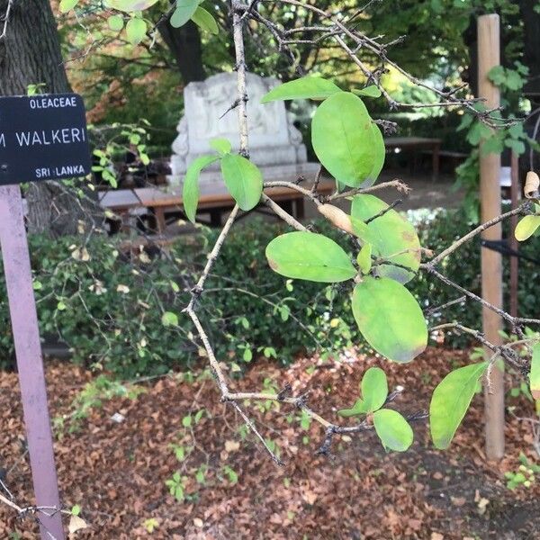 Ligustrum robustum Levél