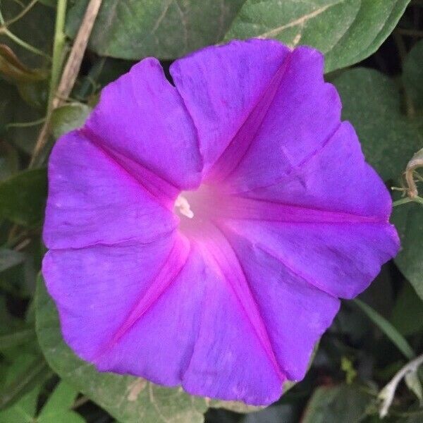 Ipomoea indica 花