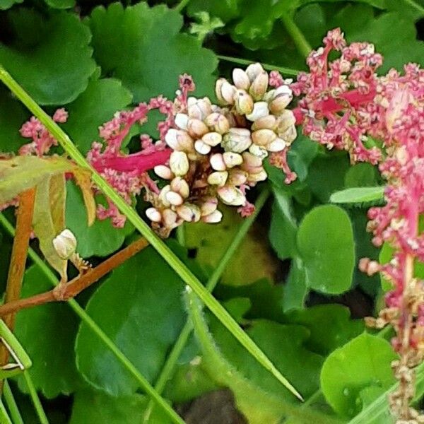 Persicaria maculosa Blodyn