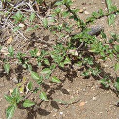 Corchorus siliquosus (Slippery burr)