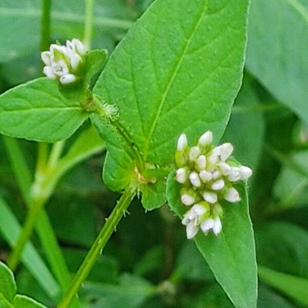 Persicaria nepalensis Flower