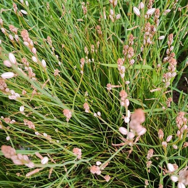 Asphodelus fistulosus Flower