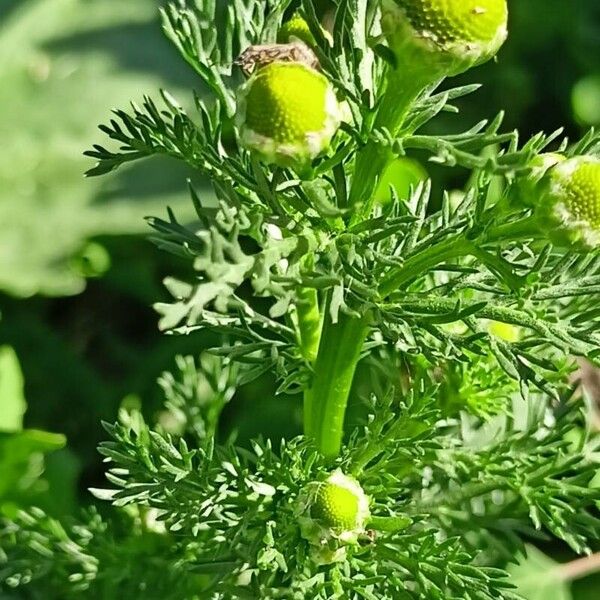 Matricaria discoidea Virág