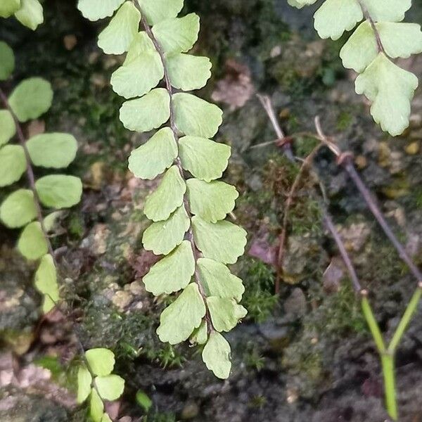 Asplenium trichomanes Yaprak