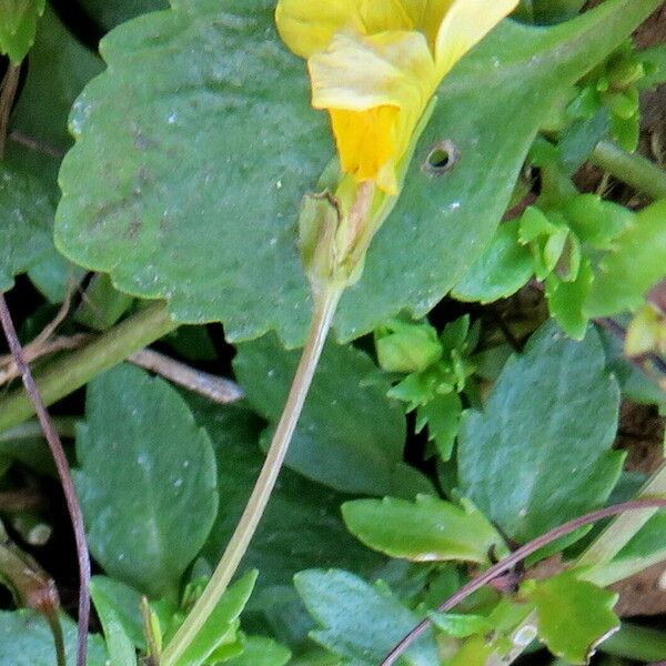 Mecardonia procumbens Flower