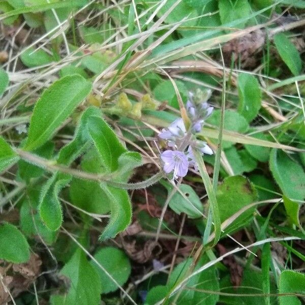 Veronica officinalis Blomst