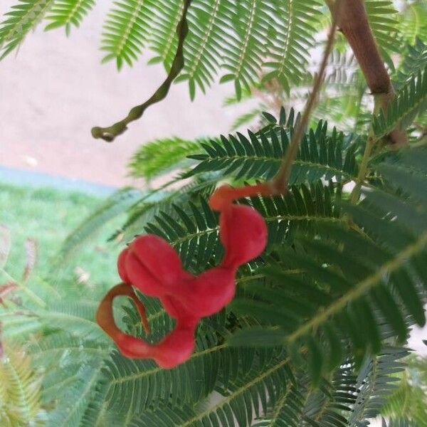 Cojoba arborea Fruit