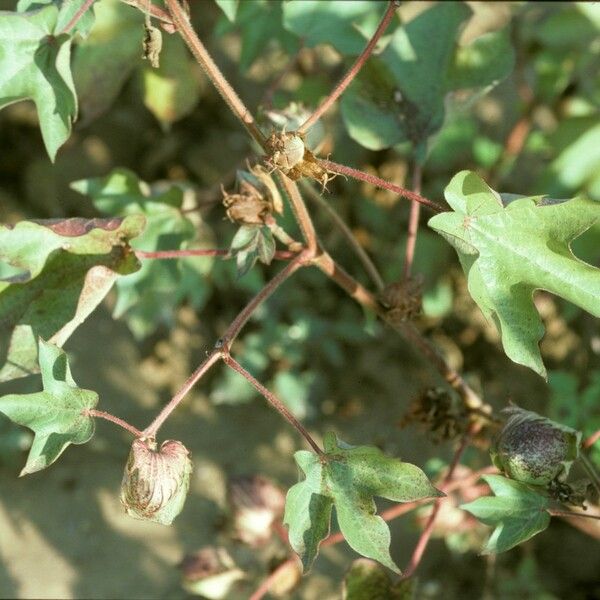 Gossypium herbaceum Fruit