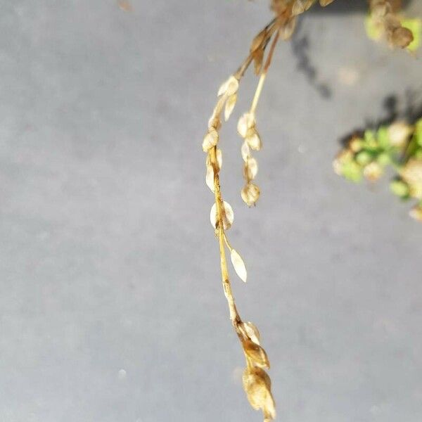 Camelina sativa Flower