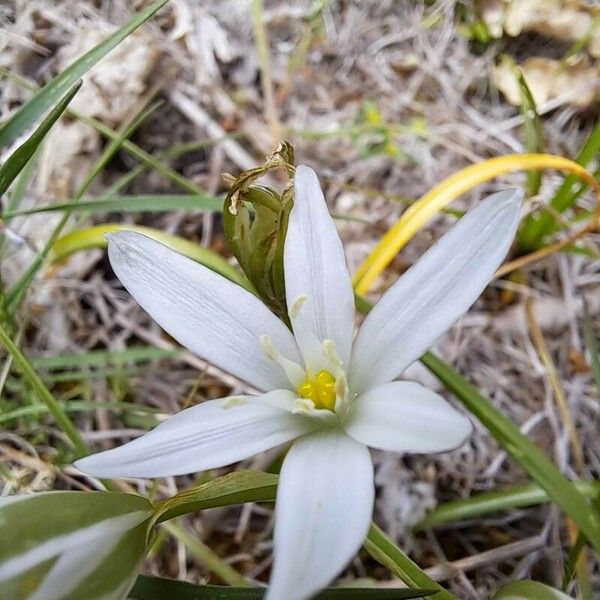 Ornithogalum divergens Floare