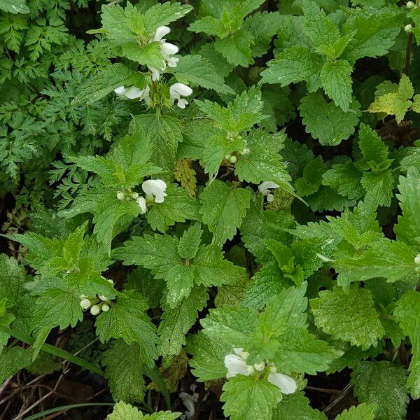 Lamium album ശീലം