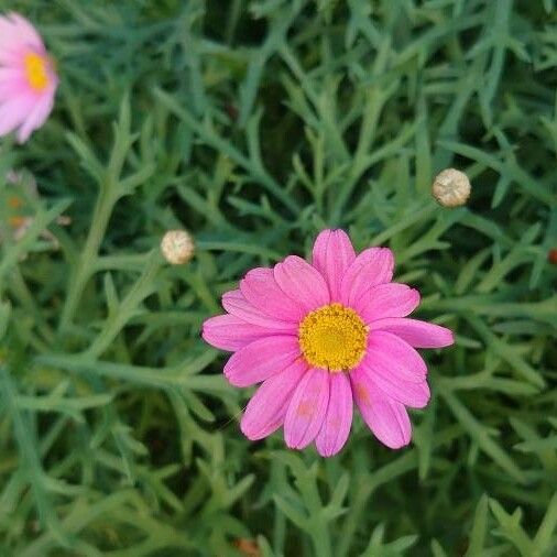 Argyranthemum frutescens Other