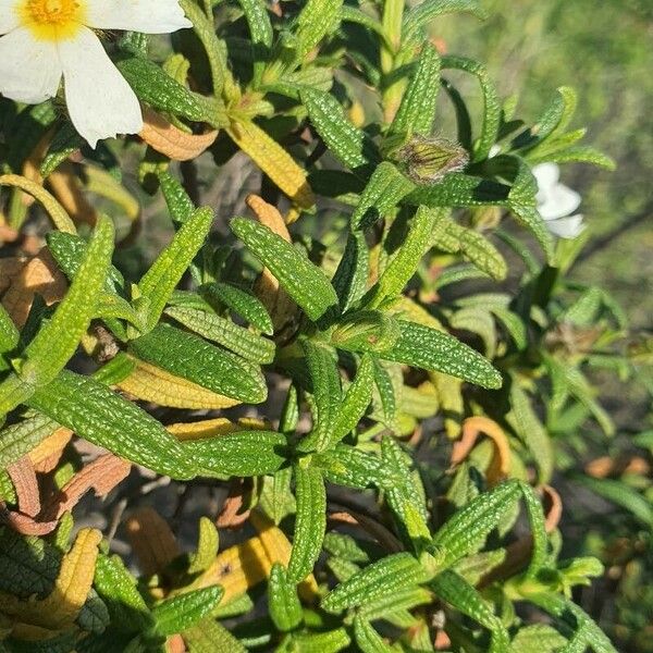 Cistus monspeliensis Folha