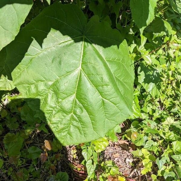 Paulownia tomentosa Folio