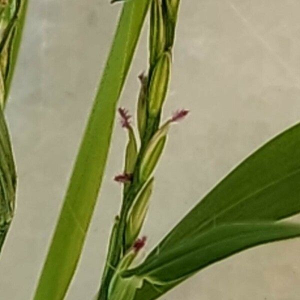 Digitaria ciliaris Flower