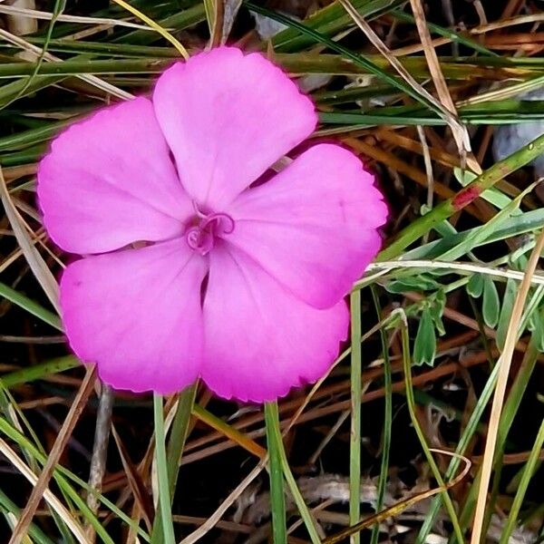 Dianthus pavonius Flower