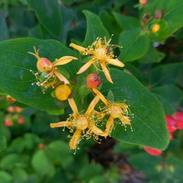 Hypericum androsaemum Blüte