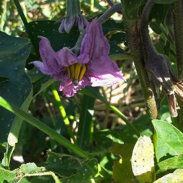 Solanum melongena പുഷ്പം