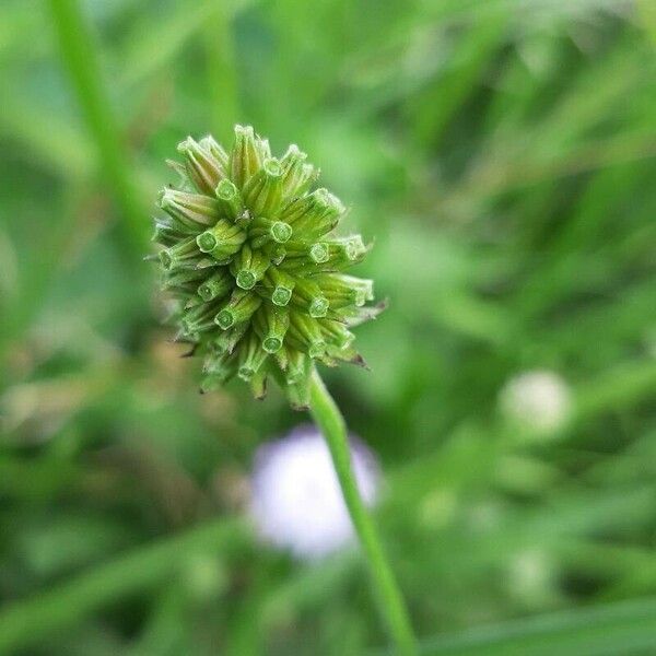 Succisella inflexa Fruto