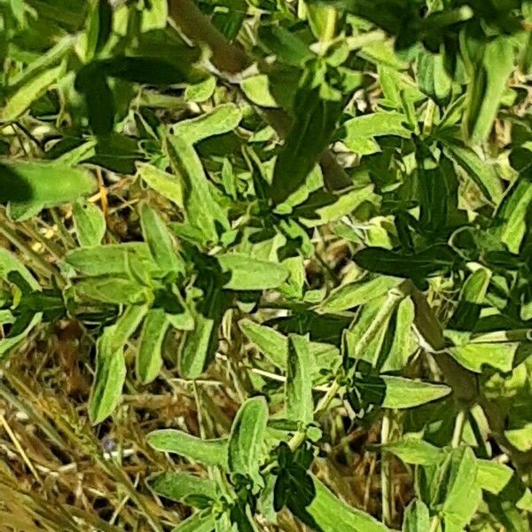 Hypericum tetrapterum Лист