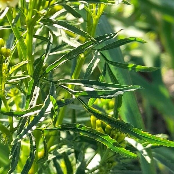 Tagetes minuta Lapas