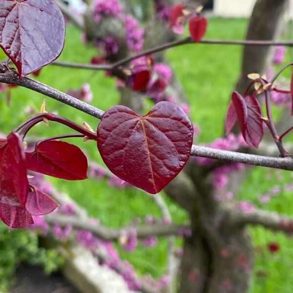 Cercis canadensis ഇല