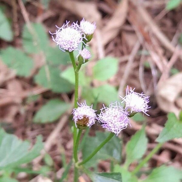 Ageratum conyzoides फूल