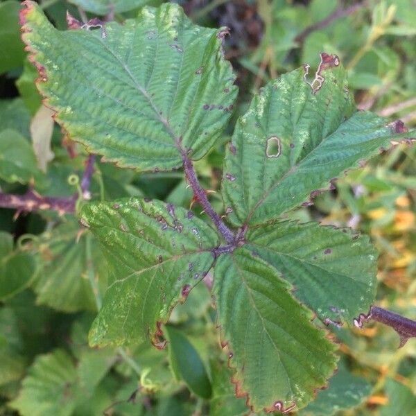 Rubus ulmifolius Leaf