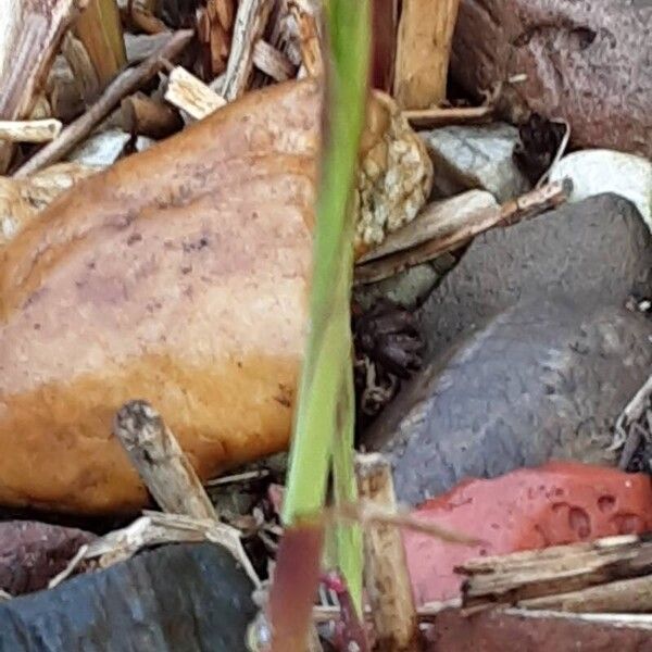 Miscanthus × longiberbis Leaf