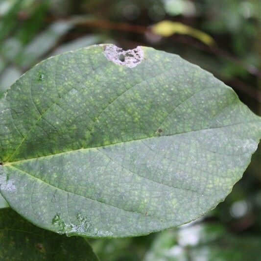 Ficus mauritiana Foglia