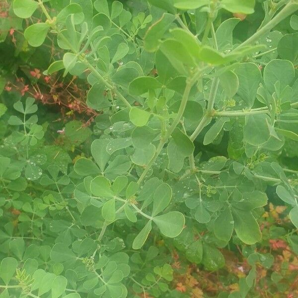 Coronilla valentina Ліст