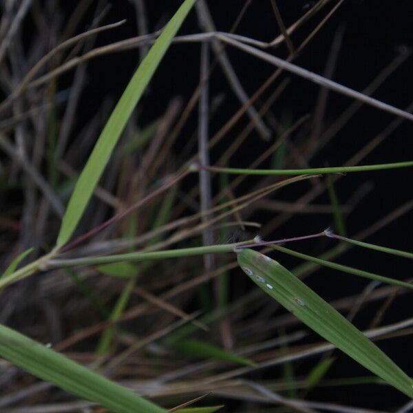 Pogonatherum paniceum Hàbitat