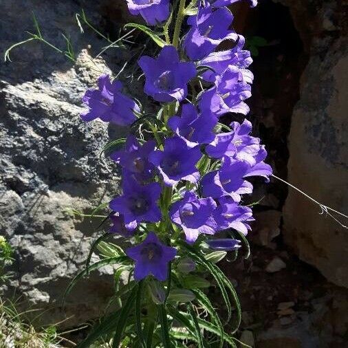 Campanula speciosa പുഷ്പം