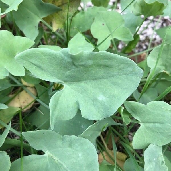 Rumex scutatus Blad