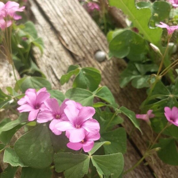 Oxalis latifolia Blomma