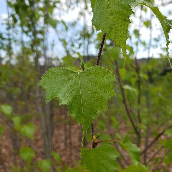 Betula pubescens Leaf