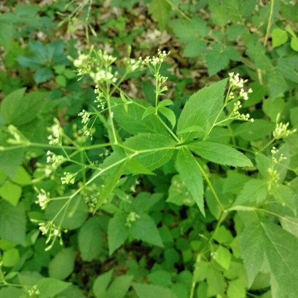 Cryptotaenia canadensis Flower