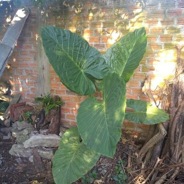 Alocasia macrorrhizos Lehti