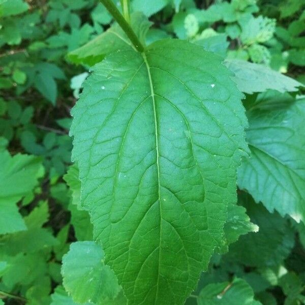 Campanula latifolia Leaf