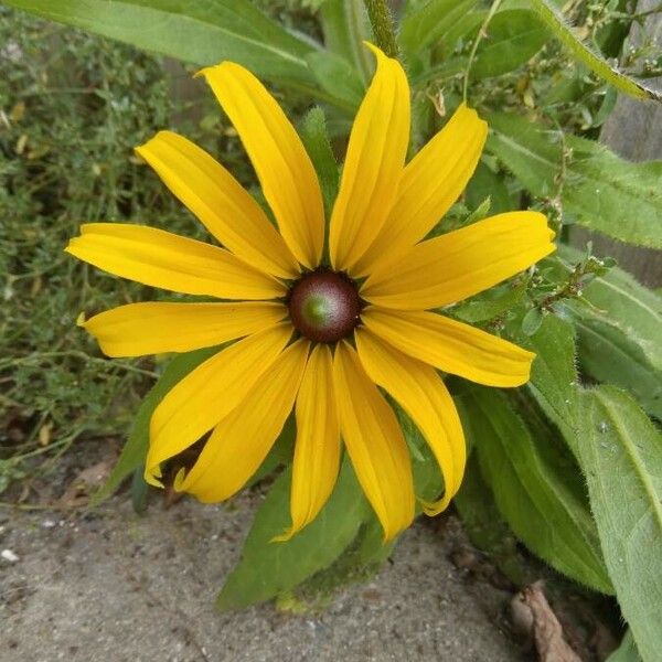 Rudbeckia fulgida फूल