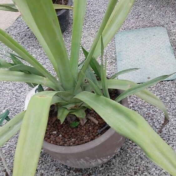 Agave sisalana Leaf